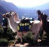 packllama.JPG