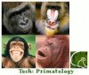 primatology_preview_R69.jpg