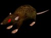 rat_pic_oK4.jpg