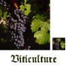 viticulture_splash_uJC.png
