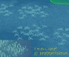 kelp_PxW.jpg