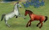 equines_picture_fN2.jpg