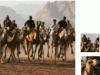 camels_preview_IkY.gif