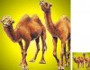 camel_20B.jpg