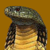kingcobra_image_BVm.png