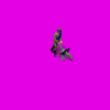 russianmaxim_I9I.gif