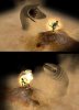 sandworm_short_49t.jpg