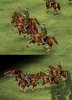 byzantinehorsemanunarmoredpic1_SE6.jpg