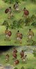 vietswordsmanpic1_tgx.jpg