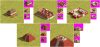 mesoamerican_buildings_pack_2_p3y.png