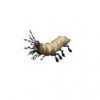 carrioncrawler_0wt.jpg