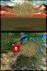 locust2_Am1.jpg