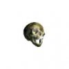 skull_pedia_hoX.jpg