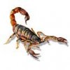 androctonuslarge_dD0.jpg