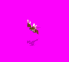 harpyf1_A7v.gif