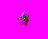 dace_amb.gif