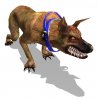 dogf1_large_a0g.jpg