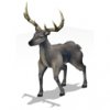 deerbuck_lg_fti.jpg