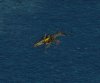 seadragon_4AN.jpg