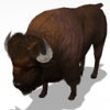 bisondb_lg_5Qh.jpg