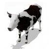 cow_lg_Epi.jpg