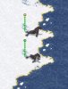 seal_pic_qDw.jpg