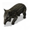 tapir_lg_oS0.jpg