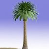 datepalm_bon_lg_WEp.jpg