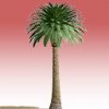 datepalm_str_lg_L2j.jpg