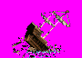 shipwreck_Pra.gif