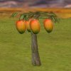 mango_EfK.jpeg