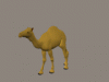 camelwalk.gif