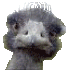 scloopy1.gif