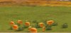 pumpkin_rO2.jpg