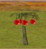 pomegranate_4Xp.jpg
