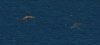 bluewhale_338.jpg