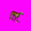 macrauchenia_mhV.gif