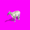 wooly_28h.gif