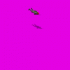african_para_65X.gif