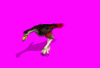 zeropteryx_Y2H.gif