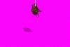 medium_g6V.gif