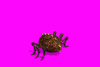 large_HZ6.gif