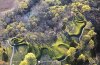 serpentmound01_kgW.jpg