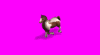 horsepainted_gHy.gif