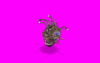 beholder2_pSh.gif