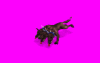 cerberusnew_fn5.gif