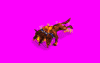 firehound_H08.gif