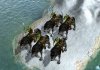 goblin_wolf_riders_V95.jpg