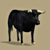 blackbullupload_5a3.png