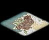 Troy 240x240.JPG